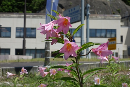 ピンク色のひめさゆりは熱塩加納で有名です