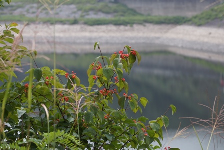 濃い緑の葉と、赤い実をつけたガマズミです