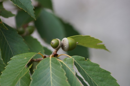 黄緑色のボールが、帽子をかぶっているようなドングリです