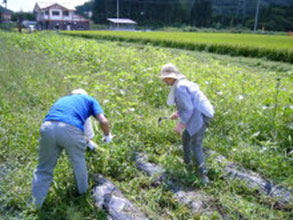 花畑の草むしり作業の様子