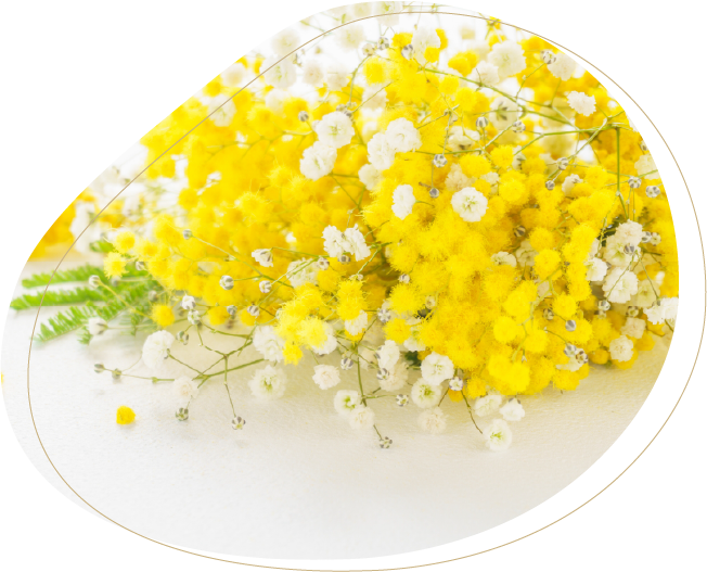 ミモザとカスミソウの写真