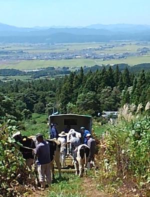 下牧のための牛の積み込み