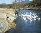小川町白鳥ふれあい広場　親水広場