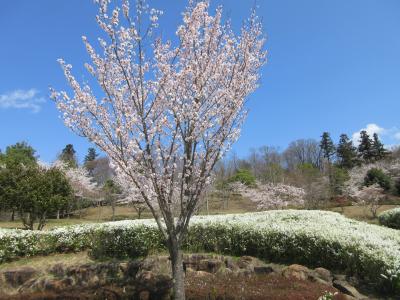 桜5