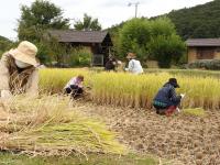 農的楽しみセミナー　稲刈りの様子2