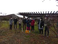 ブルーベリーせん定作業1