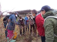 ブルーベリーせん定作業2