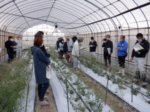 夏秋トルコギキョウと低温性花き
