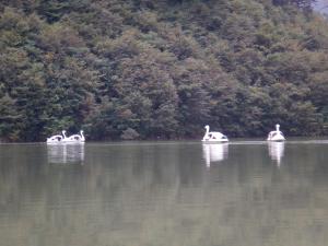 スワンボート4隻