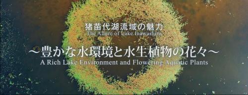 豊かな水環境と水生植物の花々