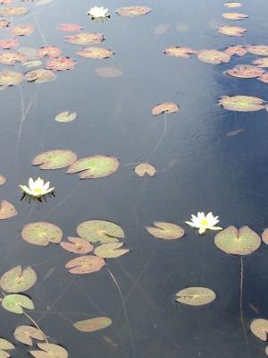 ９月　ヒツジグサ（沼尻）