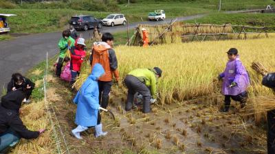 稲刈りの様子