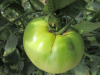 トマト裂果状況