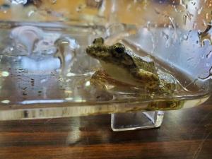 R6生きもの調査①