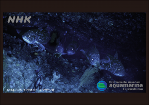 ふくしま海洋科学館理事長兼館長表敬訪問写真２