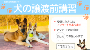 犬譲渡前講習
