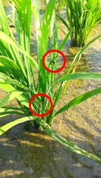 イネドロオイムシの幼虫