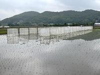 水田試験
