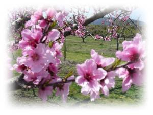 ピンクの花が満開の桃畑