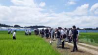 水稲ほ場見学