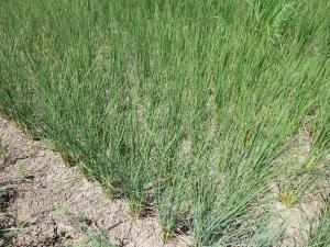 高温小雨により干上がっている田んぼ
