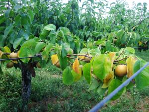 高温小雨により落葉しているなし