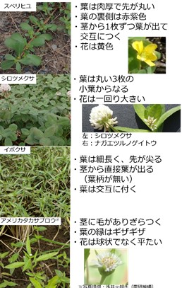 類似植物との見分け方