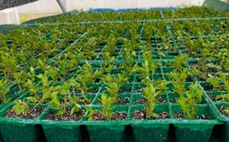 イブキジャコウソウ挿し木