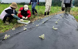 イブキジャコウソウ定植