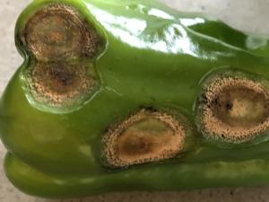 ピーマン炭そ病