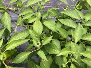 ピーマン斑点病