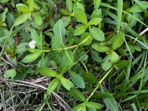 ナガエツルノゲイトウ