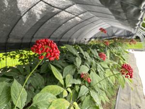 オタネニンジン原種生産