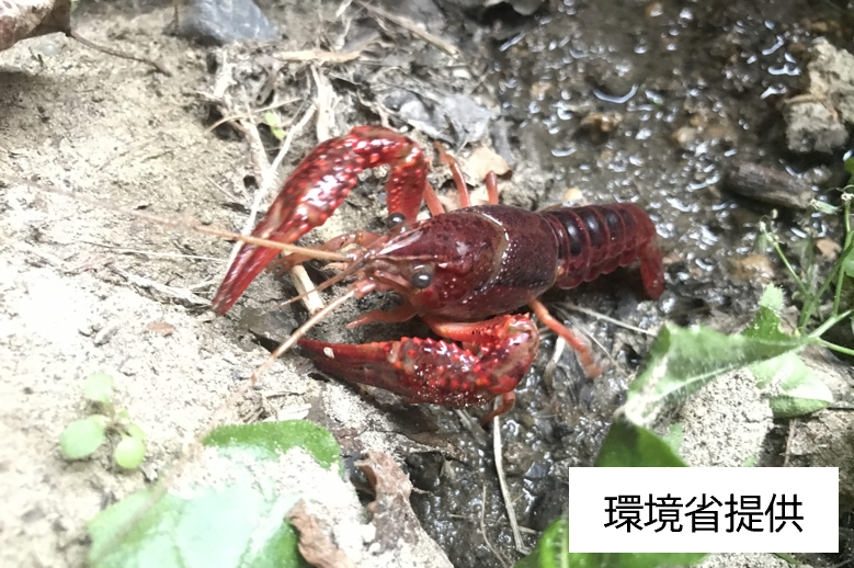アメリカザリガニ