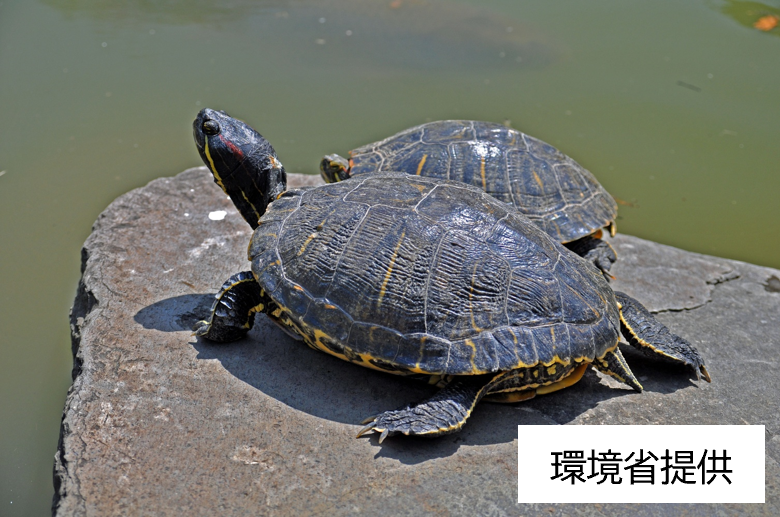 アカミミガメ