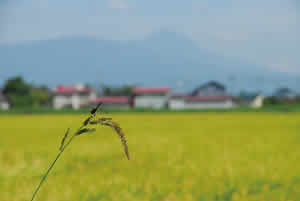塔寺より磐梯山を望む