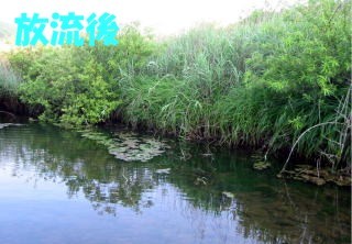 放流により、よどみの水質改善が図れます。