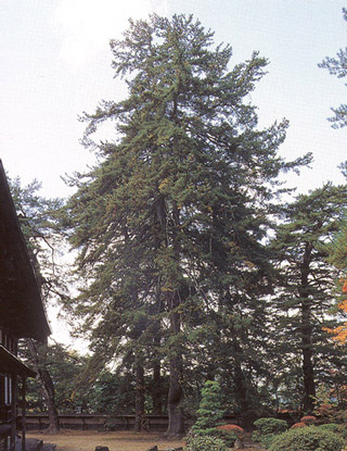 圓蔵寺のしだれ五葉松