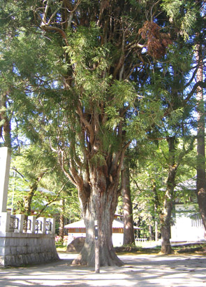 圓蔵寺ほうき杉