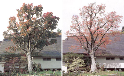 奥之院の七色もみじ