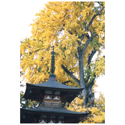 恵隆寺のイチョウ