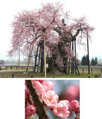 米沢の千歳桜
