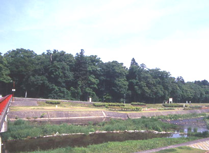 伊佐須美神社の社叢