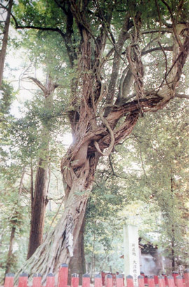 伊佐須美神社のフジ
