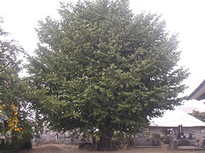 東泉寺のイチョウ