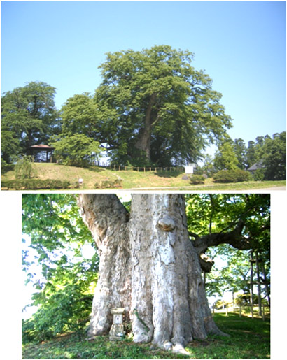 高瀬の大ケヤキ