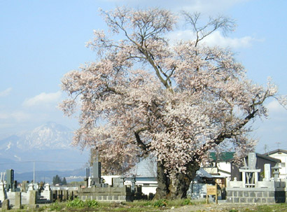 東麻生の種蒔桜