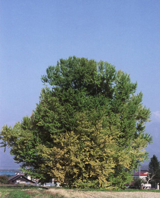 赤井の大イチョウ