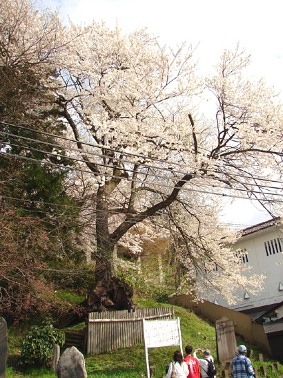 飯盛山の太夫桜