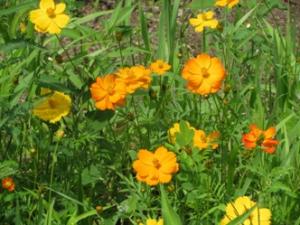 コスモスロード